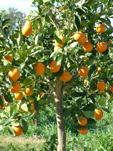 Orange Tree Pictures Images Photos Facts On Orange Trees