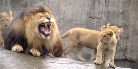 Lion Cubs Meet Their Dad For The First Time In Adorable Footage