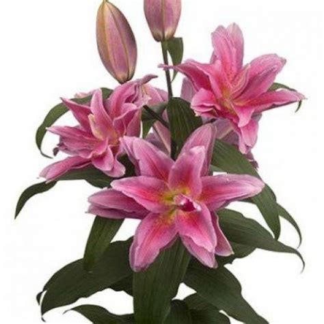 Lily Oriental Roselily Juanita 85cm Wholesale Dutch Flowers