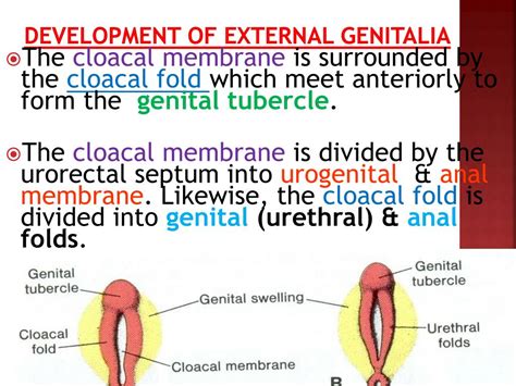 Ppt Development And Anomalies Of Male And Female External Genitalia