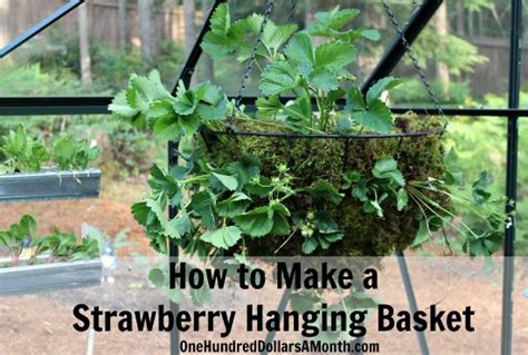 How To Make A Strawberry Hanging Basket One Hundred