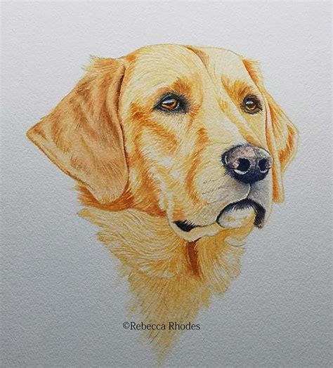 How To Paint A Golden Retriever Dog In Watercolors By Rebecca Rhodes