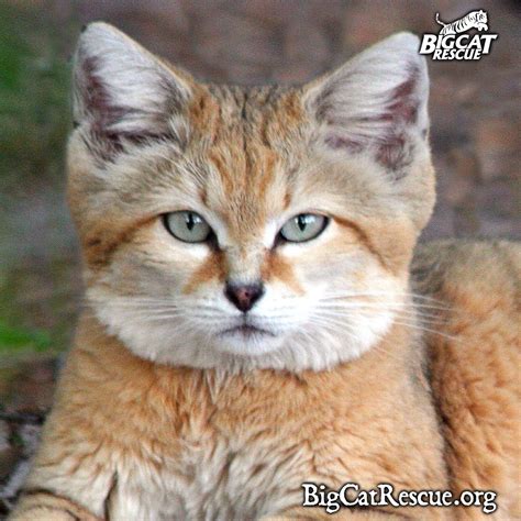 Maybe you would like to learn more about one of these? Sand cat facts, photos, videos, sounds and news | Sand cat ...