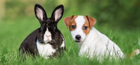 Can A Terrier Live With A Rabbit