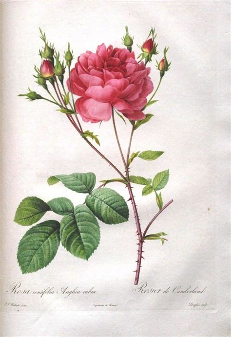 Rose From Les Roses By Pierre Joseph Redoutè Botanical Painting