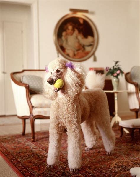 Purple Bows In Her Hair Love Standard Poodles Poodle Dog Poodle