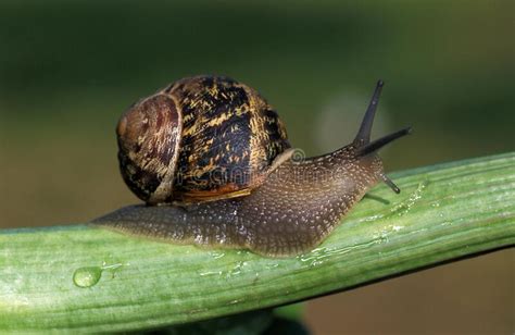 Ramassage Escargot Petit Gris Date 2021 - ESCARGOT PETIT GRIS Helix Aspersa Stock Image - Image of snail