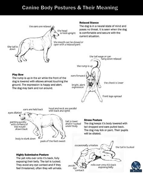 How To Read Classic Dog Body Language Appropriate Composure For The