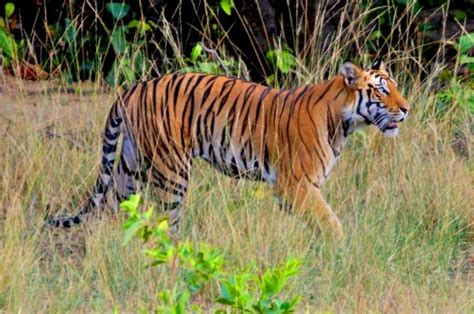Bandhavgarh National Park Madhya Pradesh Times Of India Travel