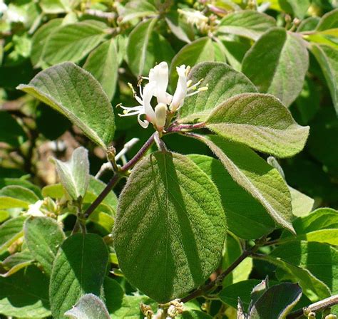 Check spelling or type a new query. Photo of the bloom of Clavey's Dwarf Honeysuckle (Lonicera ...