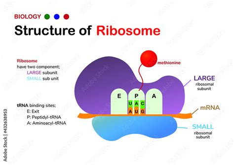 Biology Diagram Structure Of Ribosome Shows Large And Small Subunit