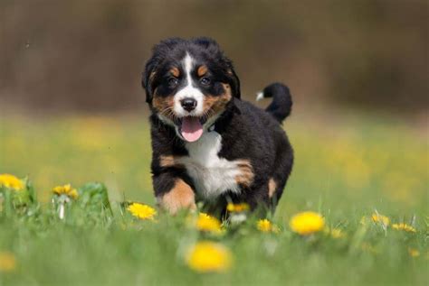 Der Berner Sennenhund Ein Gutmütiger Hund Aus Der Schweiz Im Portrait