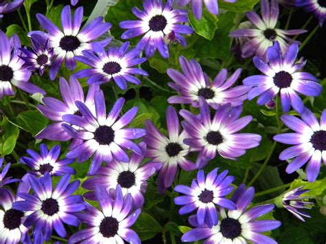 Purple And White Flowers Spring Flowers Wallpaper Purple And White
