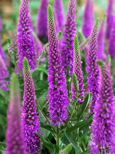 Veronica Purpleicious Bluestone Perennials In Plants For
