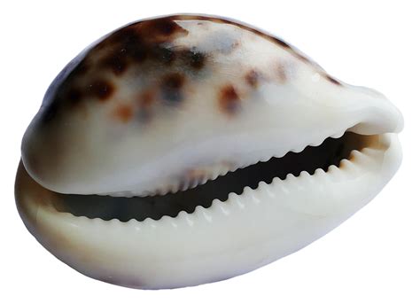 Seashell Png Transparent Image Download Size 1764x1280px