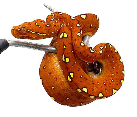 Biak Red Neonate Rgtp02 Green Tree Python By Reptile Pets Direct