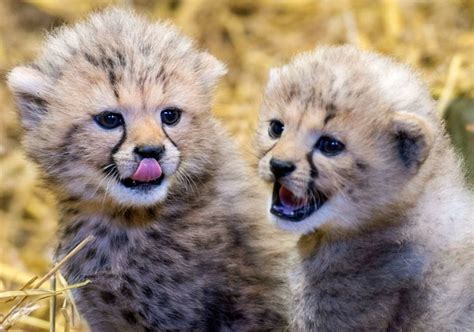 Chirpin Cheetahs Twin Cubs Born At Longleat Safari Baby Cheetahs