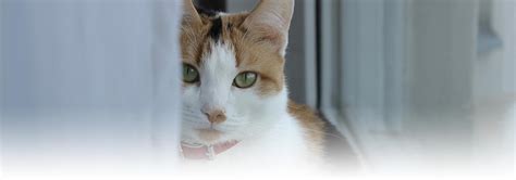 Animal Shelters And Options For Adopting A Cat Hills Pet