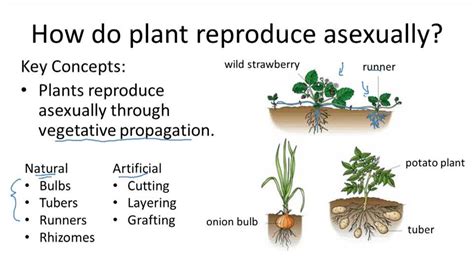 Plant Classification Ck 12 Foundation