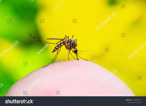 Dangerous Zika Infected Mosquito Bite On Stock Photo 1740932351