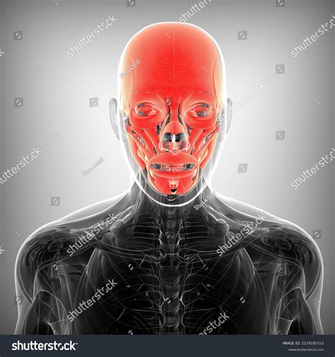 Human Male Skull Muscles Anatomy Medical Stock Illustration 2239185553