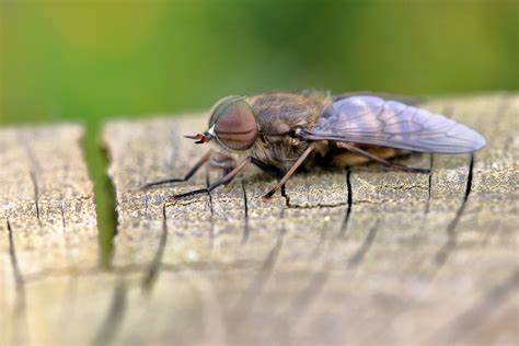 Are Horse Fly Bites Harmful Debugged