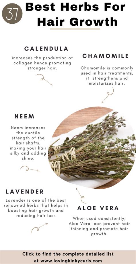 Aloe vera, aloe barbadensis, makes hair more manageable, smoother, silkier, and healthier. Herbs For Hair Growth in 2020 | Herbs for hair growth ...