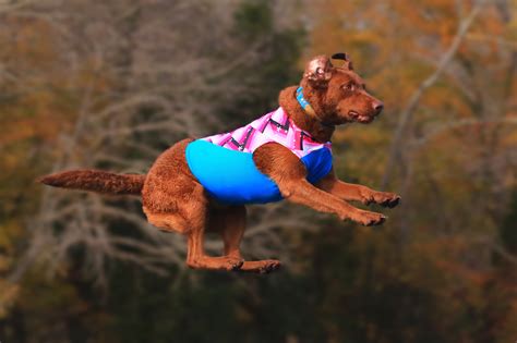 Flying internationally with a dog can be a stressful (and even dangerous) experience, for both you and the dog. Flying Dogs! (Rural Hill, Huntersville, NC) | Shutterbug
