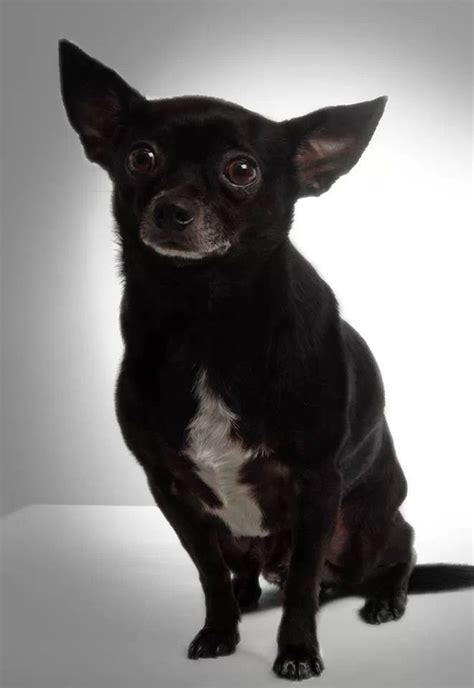 1000 Images About Black Chihuahua On Pinterest Chihuahuas Puppys