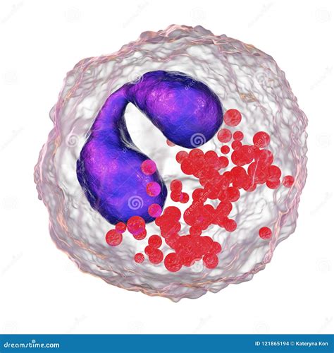 Eosinophil A White Blood Cell Stock Illustration Illustration Of