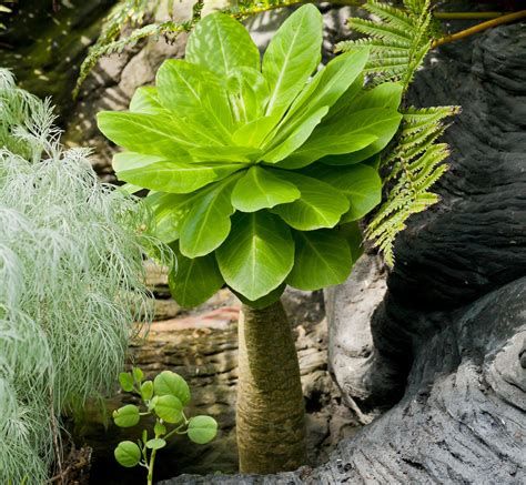 The joy of growing extinct plants | BlogPair