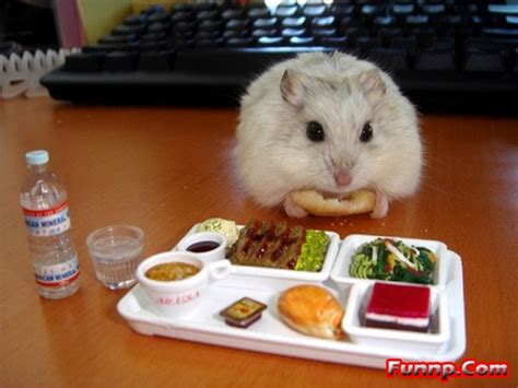 Funny Pictures Of Cute Hamsters