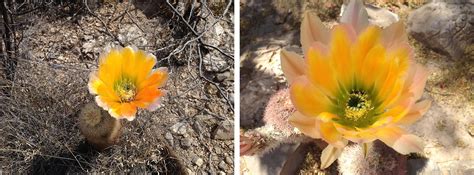 Things to do in presidio. Big Bend National Park in Full Bloom (Part 1: Succulents ...