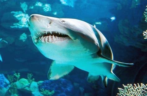 Orlando Sharkweek Seaworldsharks Shark Sea World Animals
