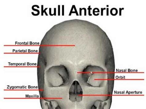 The skeleton is comprised of an arrangement of different bones in human body for the more efficient production of movements by the attached the count decreases to 206 as many of the bones in the childhood fuse with growth. Anterior Bone Landmarks (Skull) - YouTube