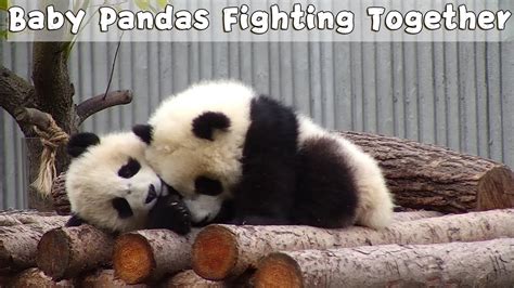 Baby Pandas Fighting Together Ipanda Youtube