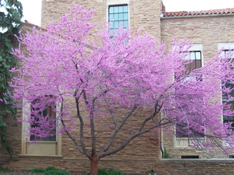 Check spelling or type a new query. Flowering tree outside Jake's art studio in Boulder ...