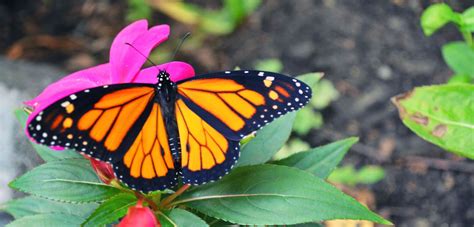 The Monarch Butterfly Learn More About This Fascinating Insect