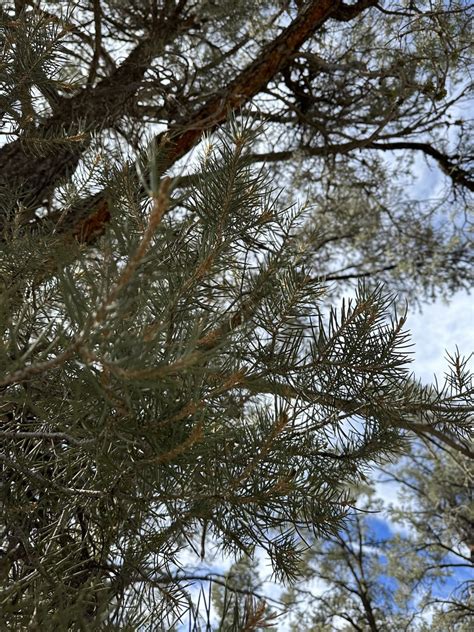 Singleleaf Pinyon From Los Padres National Forest Pine Mountain Club