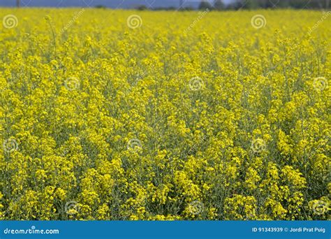 Yellow Rapeseed Field In Bloom Landscape Stock Image Image Of
