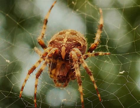 Venomous Spiders In Virginia