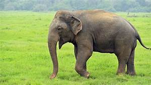 Elephant Facts Types Classification Habitat Diet Adaptations