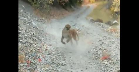 Man Followed By A Cougar For Six Terrifying Minutes And Captured The