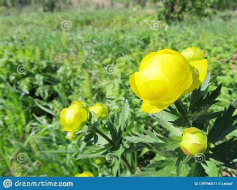 Yellow Spring Flowers In The Russian Forest Stock Image Image Of