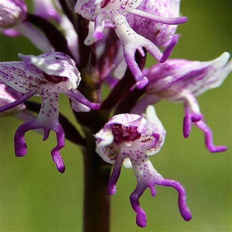 Discover Flowers Of The World That Resemble Animals Insects And