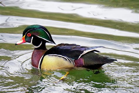 Wood Duck Male Bird Breeding Plumage Photograph By Charline Xia Fine