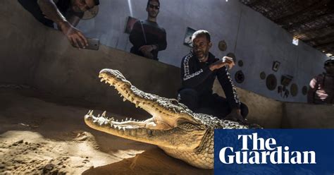 Egypts Tamed Crocodiles In Pictures Art And Design The Guardian