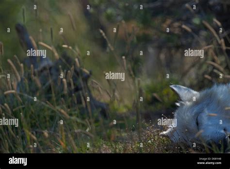 Sleeping Wolf Hi Res Stock Photography And Images Alamy