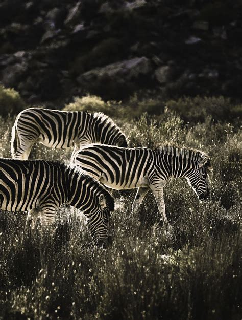 Three Zebras Field Zebra Animal Wildlife Mammal South Africa