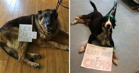 15 Incredible Dogs Who Beat Cancer And Cant Wait To Share The Amazing